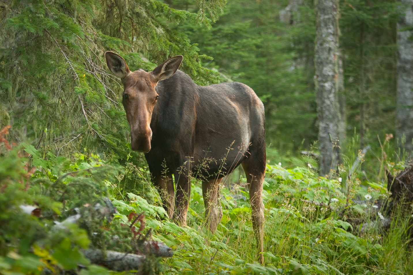 Isle Royal National Park Moose